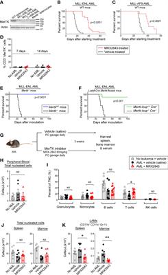 Inhibiting efferocytosis reverses macrophage-mediated immunosuppression in the leukemia microenvironment